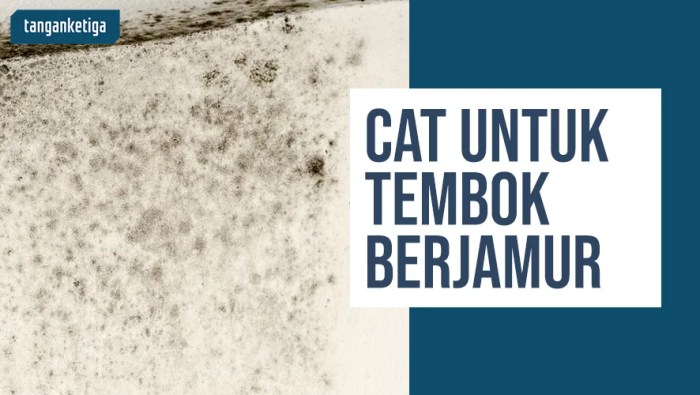 Cat anti lumut untuk perumahan di daerah lembab