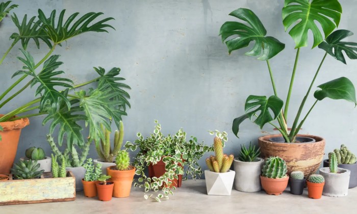 Tanaman hias indoor yang mudah dirawat