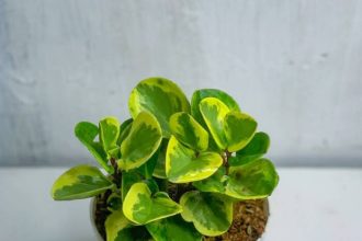 Tanaman hias cantik ruang