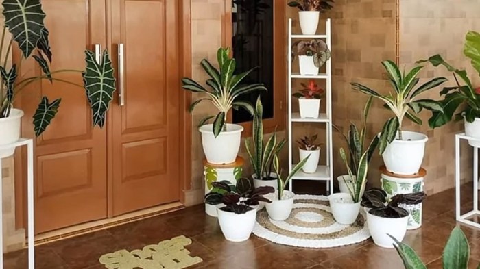 Ide dekorasi rumah dengan tanaman hias indoor terbaru