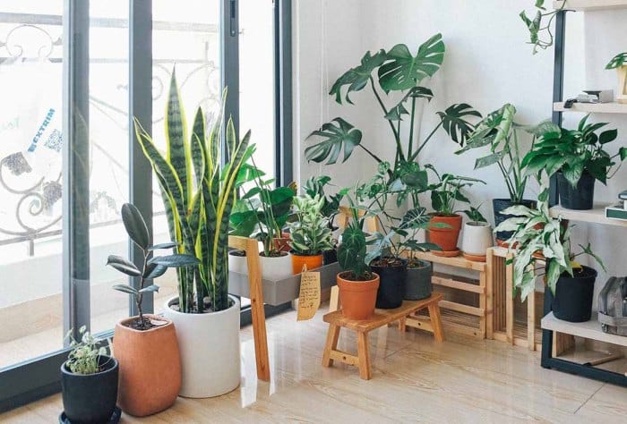 Tanaman hias indoor yang mudah dirawat